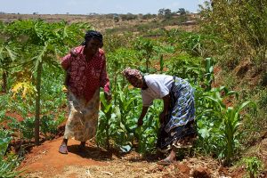 In praise of African smallholder farmers…
